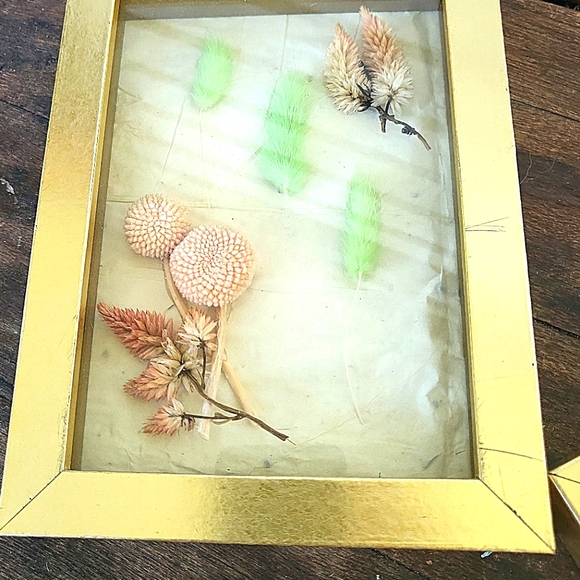 Dried Flower Taxidermy Framed Shadow Box Art Set of 2 - Picture 6 of 11